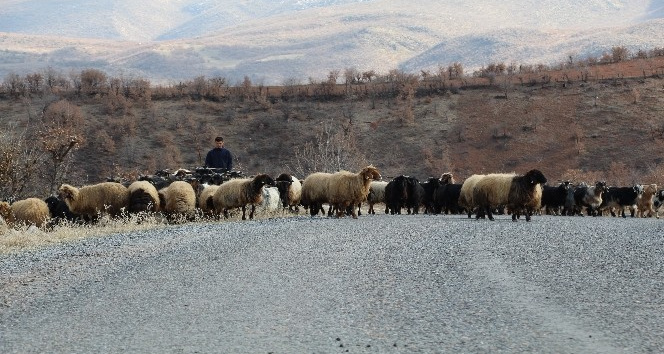 Siirt’te koyunlarını otlatmak için