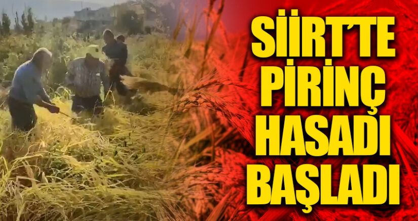 Siirt’te yerli pirincin hasadına