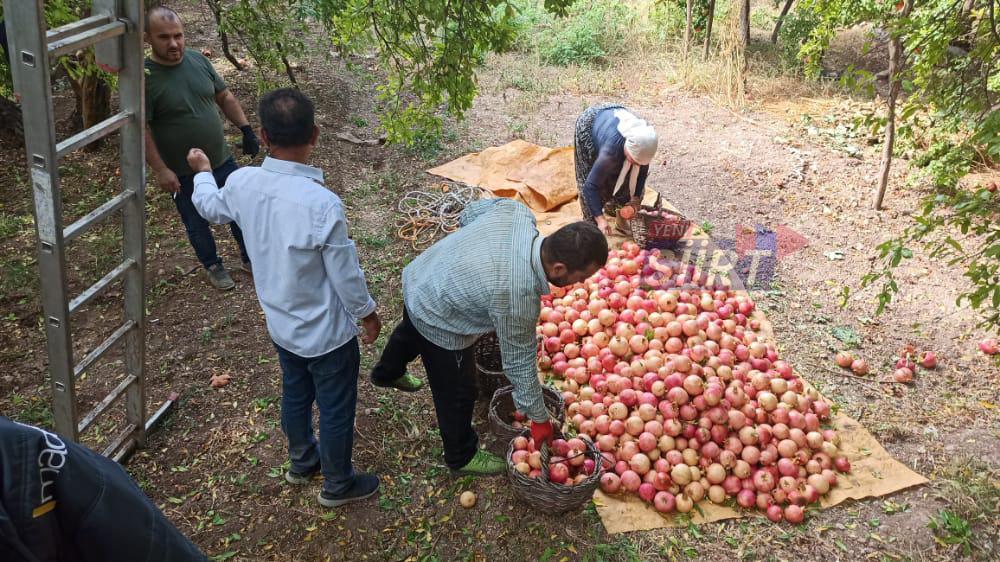 İlimize özgü önemli  ürünlerden birisi olan nar hasadı sona eriyor.