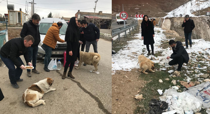 Siirt Beyaz Ay Derneği tarafından sokaklarda yaşayan hayvanlar için su