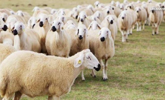 Siirt’te 250 Küçükbaş Hayvan Çalındığı İddiası Siirt’te bir köyde 250 koyunun çalındığı iddia ediliyor. Edinilen bilgiye