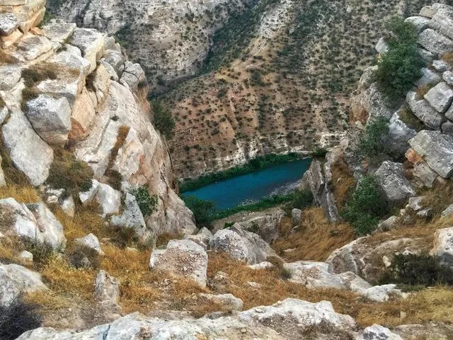 Tamda cıgor zamanı. Son günlerde esen hafif soğuk rüzgarlar cigorun