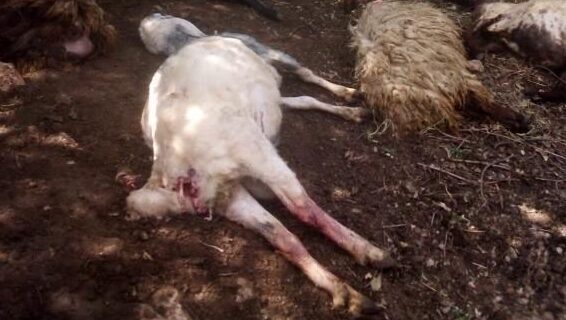 Siirt’te koyun sürüsüne kurt daldı, 8 hayvan telef oldu Siirt’in Şirvan ilçesinde koyun sürüsüne dalan kurt 8 hayvanı telef