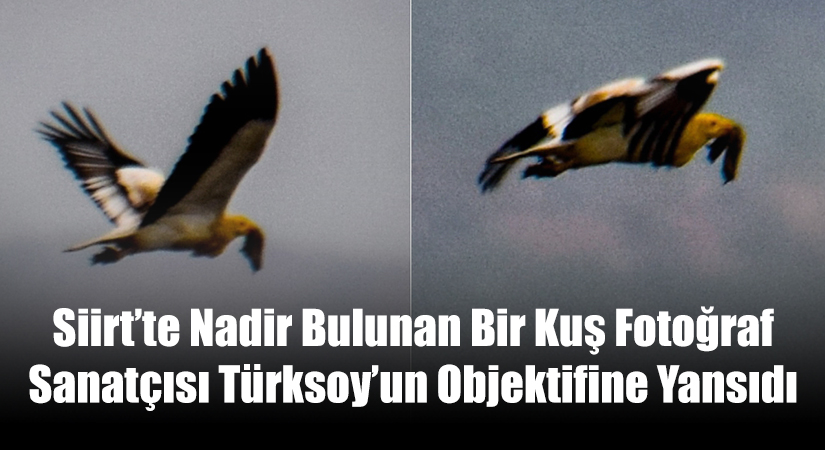 Siirt’te Nadir Bulunan Bir Kuş Fotoğraf Sanatçısı Türksoy’un Objektifine Yansıdı