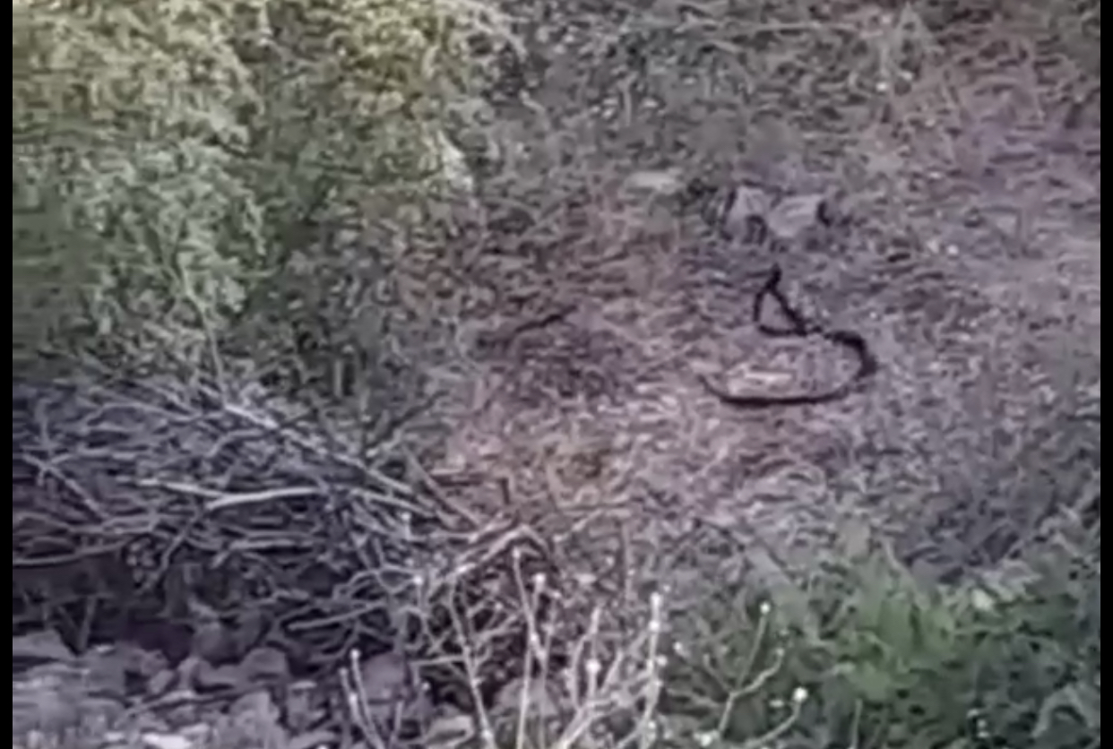 İlimizde sıcak havaların kendini iyice hissettirmesiyle birlikte yılanların eş bulma