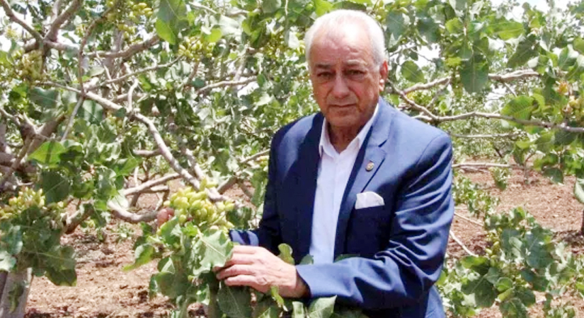 Bu yıl Siirt fıstığından yüksek rekolte bekleniyor. Siirt – Kurtalan