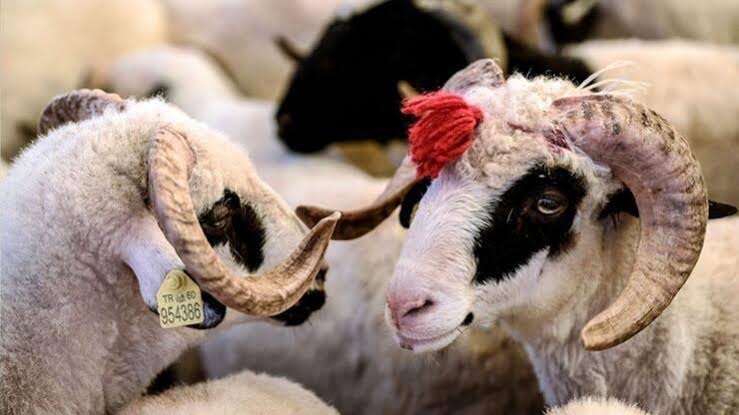 Türkiye Diyanet Vakfı Siirt Şubesi kurban bağışlarını toplamaya devam ediyor.