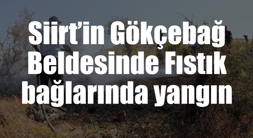Siirt’in Gökçebağ Beldesinde Fıstık bağlarında yangın Siirt’in Gökçebağ beldesinde fıstık bağlarında yangın çıktı. Çıkan yangında çok