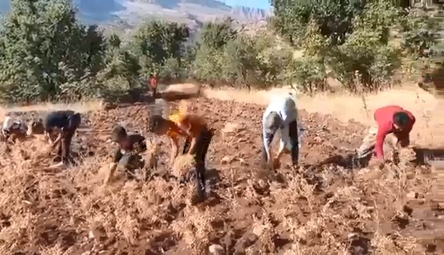 Yerli Nohutta Hasat Zamanı Tarımsal ürünlerde hasat dönemi devam ediyor. Mercimek buğday ve arpanın