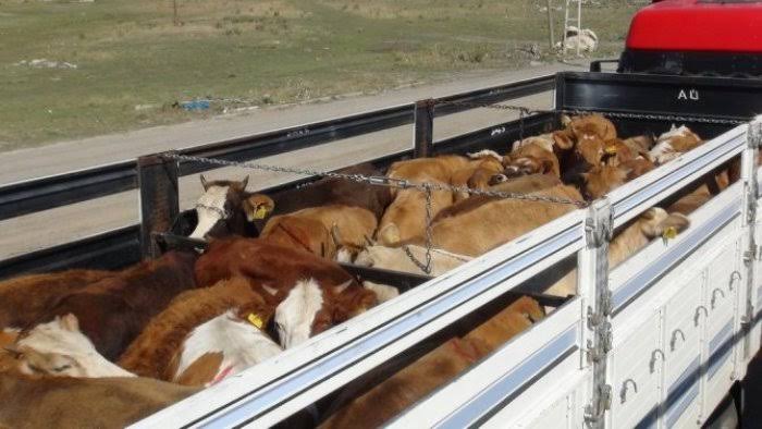 Siirt Tarım ve Orman İl Müdürlüğü’nden yapılan yazılı açıklamada, hayvan