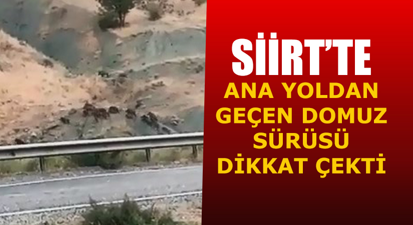 Siirt’te karşıdan karşıya geçerek ormana kaçan yabani domuz sürüsü dikkat