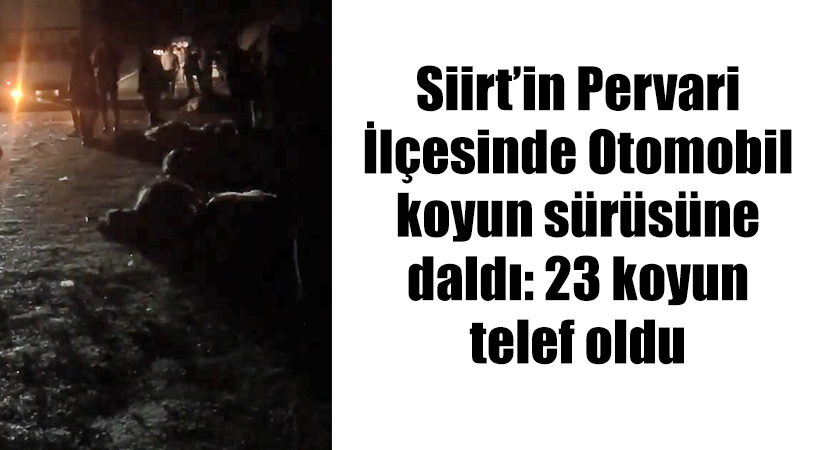 Siirt’in Pervari İlçesinde Otomobil koyun sürüsüne daldı: 23 koyun telef oldu Siirt’in Pervari ilçesinde yola çıkan koyun sürüsünü fark edemeyen sürücü