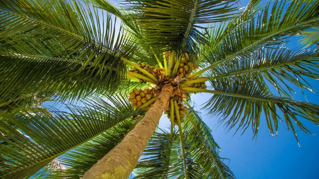 Dünyadaki palmiye ağaçlarının yarısından fazlası tehlikede