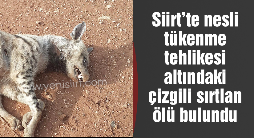 Siirt’te nesli tükenme tehlikesi altındaki çizgili sırtlan ölü bulundu