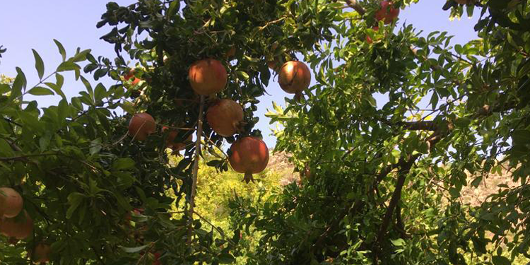 Siirt’e özgü ürünlerden birisi