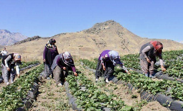 Tarım ve Orman Bakanlığının tarımsal çalışmaları ve üretimi geliştirmek amacıyla