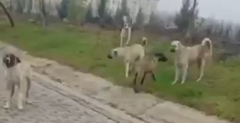 Siirt’te başı boş köpekler