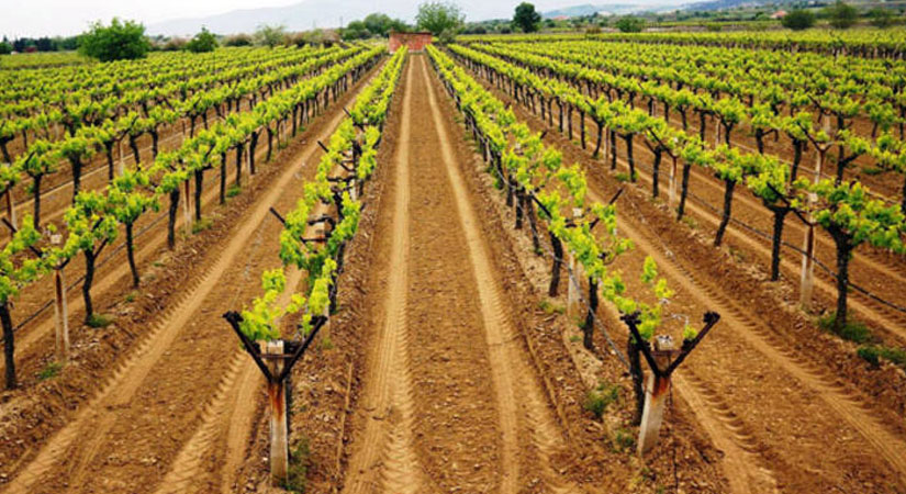 Siirt’te Bağcılık Alanında Geliştiriliyor, İlçelerde Damlama Sulama Yüksek Terbiye Bağlar Kuruluyor Siirt’te bağcılığın geliştirilerek üzüm rekoltesinin arttırılması için başlatılan çalışmalar devam