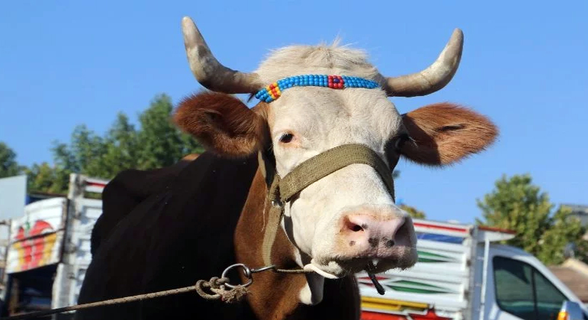 Türkiye genelinde Kurban Bayramı’nın ilk gününde kurban kesimi sırasında meydana