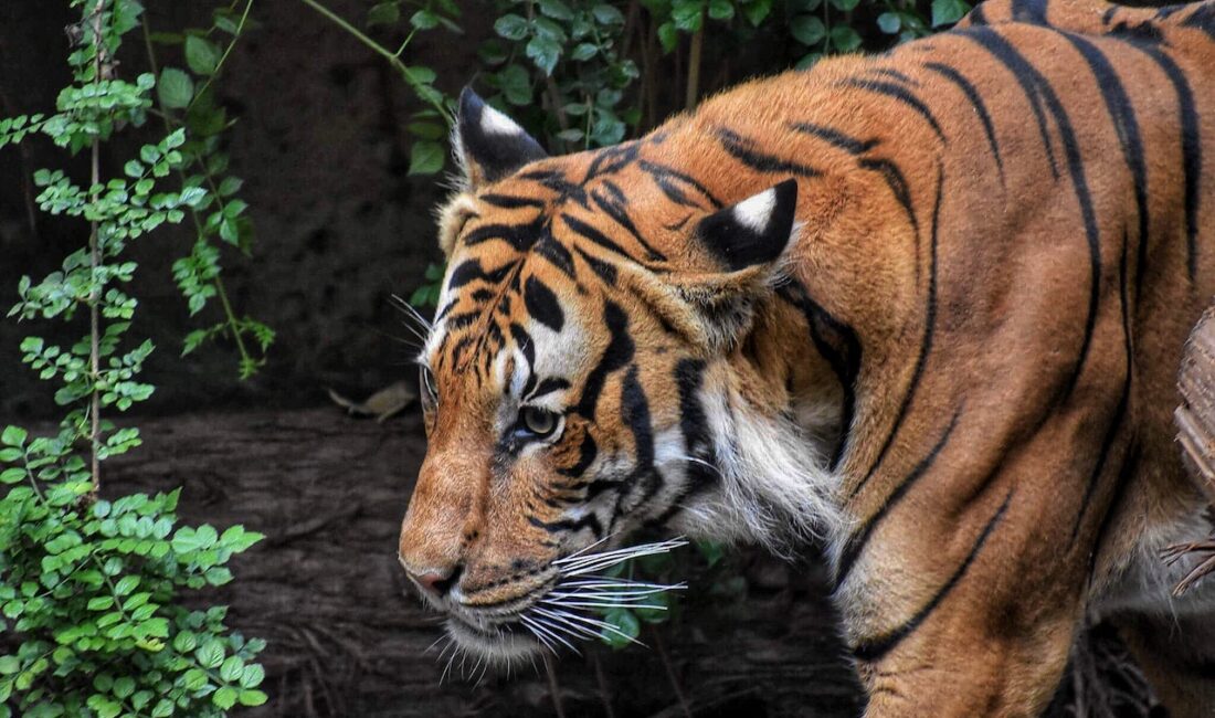Vahşi doğada çekilmiş kedi fotoğrafları Ünlü dizi oyuncusu, sosyal medyada yarattığı etkileyici paylaşımıyla büyük bir