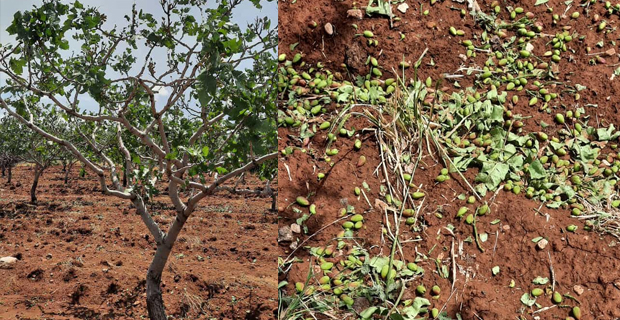 Önceki hafta Siirt’in fıstık üretimi konusunda önemli merkezlerinden Tillo ilçesi
