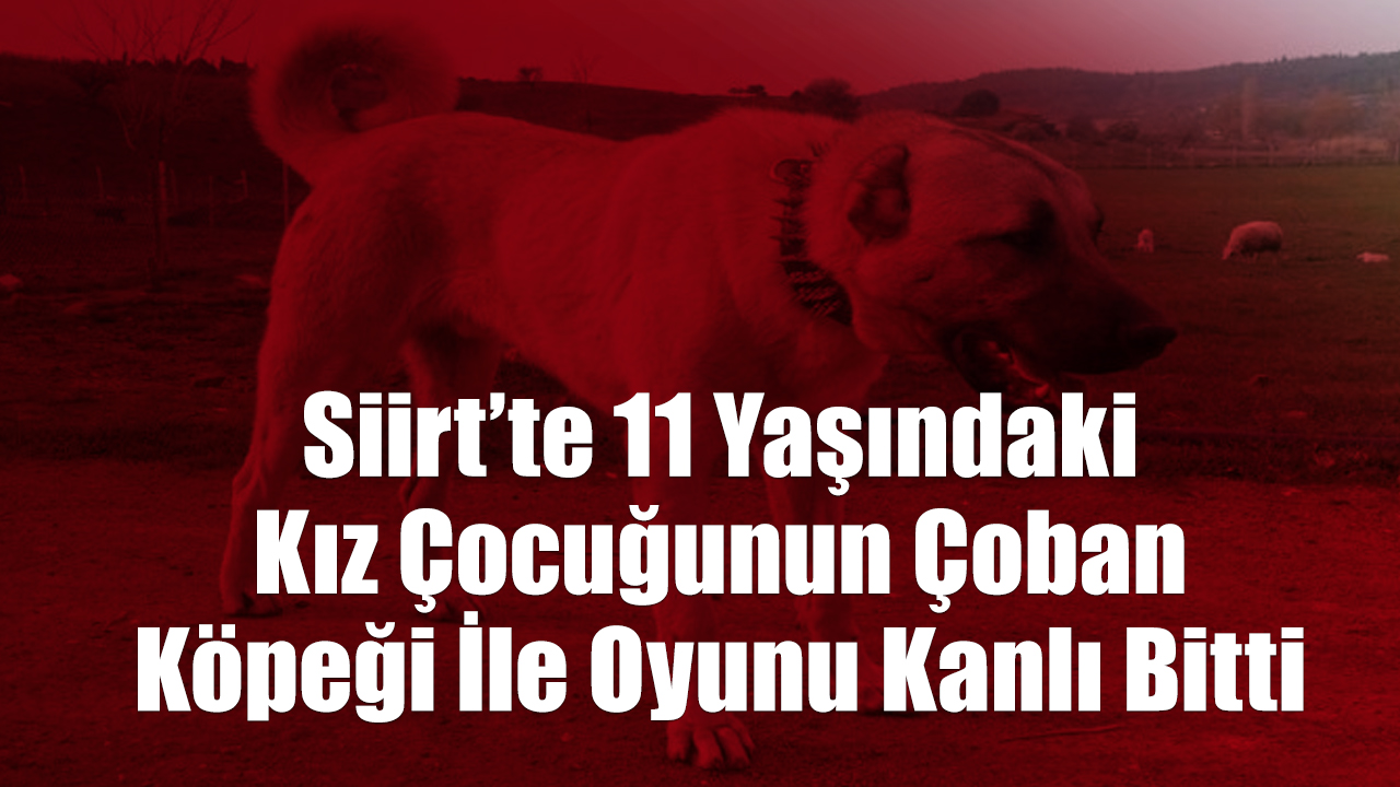Siirt’te 11 Yaşındaki Kız Çocuğunun Çoban Köpeği İle Oyunu Kanlı Bitti Siirt’te kız çocuğunun köpekle oyunu kanlı bitti. Edinilen bilgilere göre,