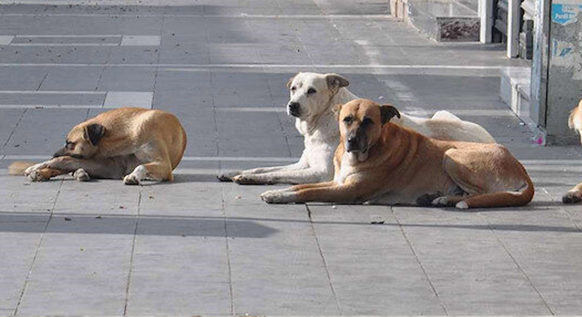 Başıboş Köpek Sorununa Neşter Vurulacak! Sokak Köpekleri Sorunu İçin Çözüm Yolda… Darısı Siirt’e