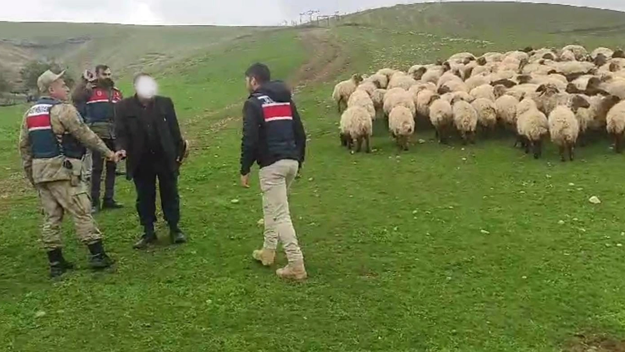 330 Adet Küçükbaş Hayvan Çalmışlardı… Siirt’te Koyun Hırsızları Jandarma’nın Operasyonuyla Yakalandı!