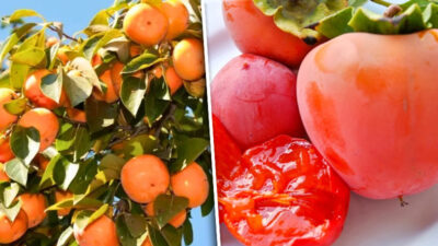 Siirt Valiliğinin destekleri ile Siirt Tarım ve Orman İl Müdürlüğümüzce