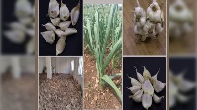 Batman’ın Hasankeyf ‘Mehina’ sarımsağı Türk Patent ve Marka kurumunca coğrafi