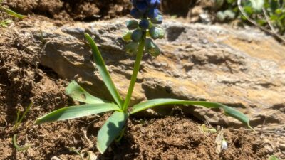 Siirt’te Nadir Görülen Şirvan Sümbülü Görüntülendi Siirt Doğa Koruma ve Milli Parklar Şube Müdürlüğü ekipleri, nesli