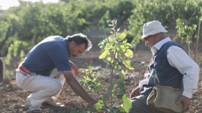 Siirt Fıstığında Döllenme ve Boş Meyve Sorunu “Erkek Aşı Kalemi Dağıtım Projesi” ile Çözüme Kavuşuyor Siirt'te Siirt Fıstığı tarımında ciddi bir problem olan döllenme ve