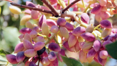 Yeşil Altın Olgunlaşmadan Hırsızlık Korkusu Yürekleri Sardı Siirtlilerin yeşil altını fıstık daha henüz olgunlaşmadı ancak hırsızlık