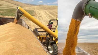 Siirt’in Konya Ovasında Hasat Devam Ediyor! Siirt’in Konya ovası olarak bilinen Garzan Ovasında hububat hasadı devam