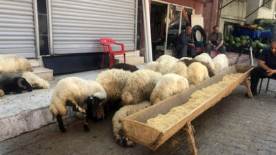 Siirt’te Kurbanlıklar Elde Kaldı Siirt’te, hayvan yetiştiricileri kurbanlıkların elde kaldığını ifade ediyorlar.