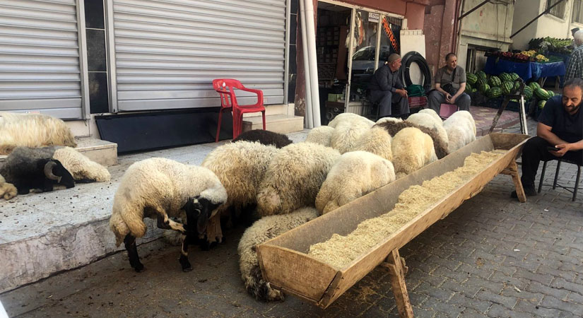 Siirt’te, hayvan yetiştiricileri kurbanlıkların