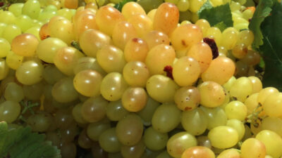 Siirt'teki bağ ve bahçelerde bu yıl üzüm verimi, çiftçilerin yüzünü