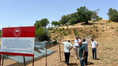 Siirt İli coğrafyasında yabani formda sıklıkla rastlanan salep bitkisi, ekonomik