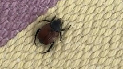 Ölümcül Vakalara Yol Açıyor! Siirt’te Bir Evde Görüldü… Siirt’te bir evde kene görüldü.