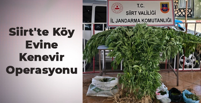 Siirt’te Köy Evine Kenevir Operasyonu: 5 Kilogram Kubar Esrarlık Bitki Ele Geçirildi