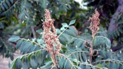 Toplanmasına Bir Ay Var! Siirt Sumağına Büyük Talep Toplanmasına daha bir ay olmasına rağmen Siirt'in Halenze sumağına büyük