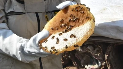 Ülkemizin en aranılan ballarından biri olan Siirt Pervari balında sağıma