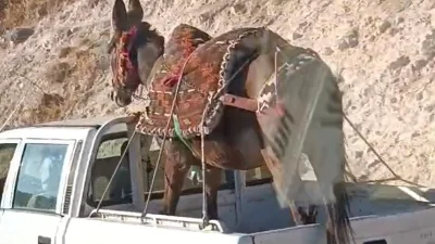 Siirt'in Eruh ilçesinde, hafif ticari aracın kasasına bindirilen eşek, yoldan