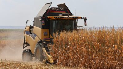 Siirt’in Konya ovası olarak adlandırılan Kurtalan’da mısır hasadına başlandı.