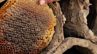 Siirt’in Pervari ilçesinde üretilen meşhur Pervari Balının aynı zamanda ülkemizin