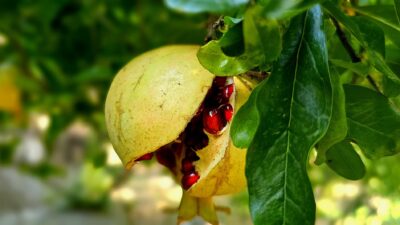Siirt'in Pervari ilçesinde nar hasadının başlaması nedeniyle bir tören düzenlendi.
