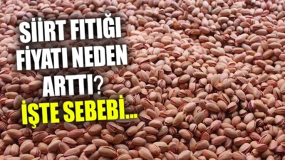 Sezon başından beri perakende olarak 500-600 TL bandında satılan fıstık