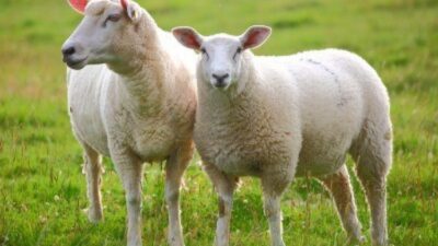 Siirt Belediyesi ne ait modern kesimhanede yapılacak olan hayvan kesimleri