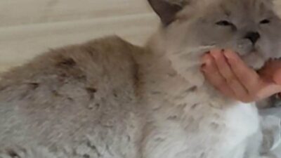 Mehmetçik ilkokulu 4. Sınıf öğrencisi Mir Muhammed Can Aktaş, bayram