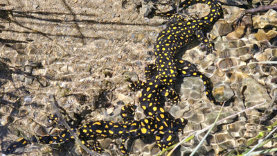 Siirt’in Şirvan ilçesindeki Bacavan Yaylası'nda, Anadolu semenderlerine ait bir grup